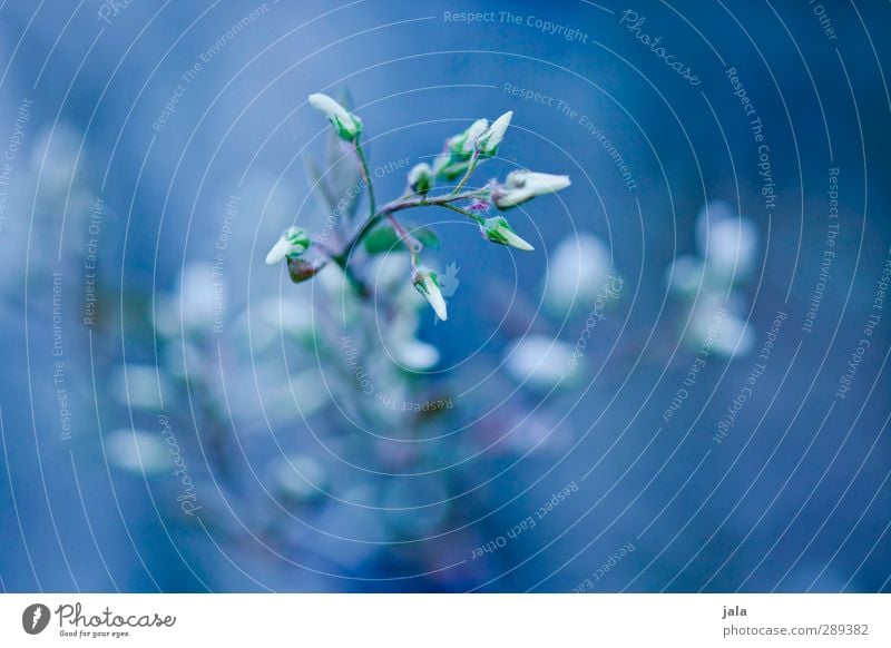 bleu Environment Nature Plant Flower Leaf Blossom Wild plant Esthetic Blue Colour photo Exterior shot Deserted Day Deep depth of field