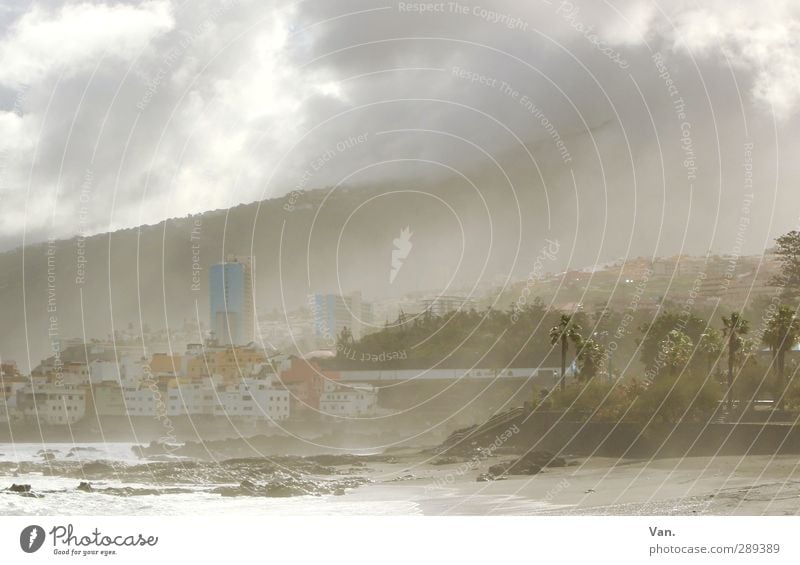 Puerto de la Cruz³ Landscape Sky Clouds Fog Tree Exotic Palm tree Hill Rock Coast Ocean Tenerife House (Residential Structure) High-rise Soft Haze Colour photo