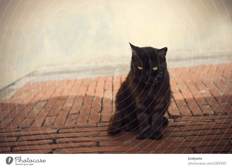 Holiday acquaintance I Elegant Summer Summer vacation moglio Alassio Liguria Italy Village Old town Wall (barrier) Wall (building) Animal Pet Cat Animal face