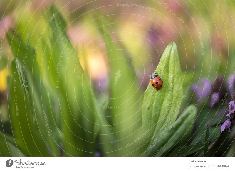 Ladybug crawling on a leaf Nature Plant Animal Spring Flower Grass Leaf Blossom Wild plant weed Weed Meadow Wild animal Beetle Ladybird 1 Crawl pretty Small