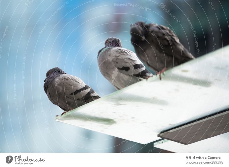 we will sit for so long ..... Animal Wild animal Pigeon 3 Animal family Contentment Equal Attachment Together Worm's-eye view Subdued colour Exterior shot