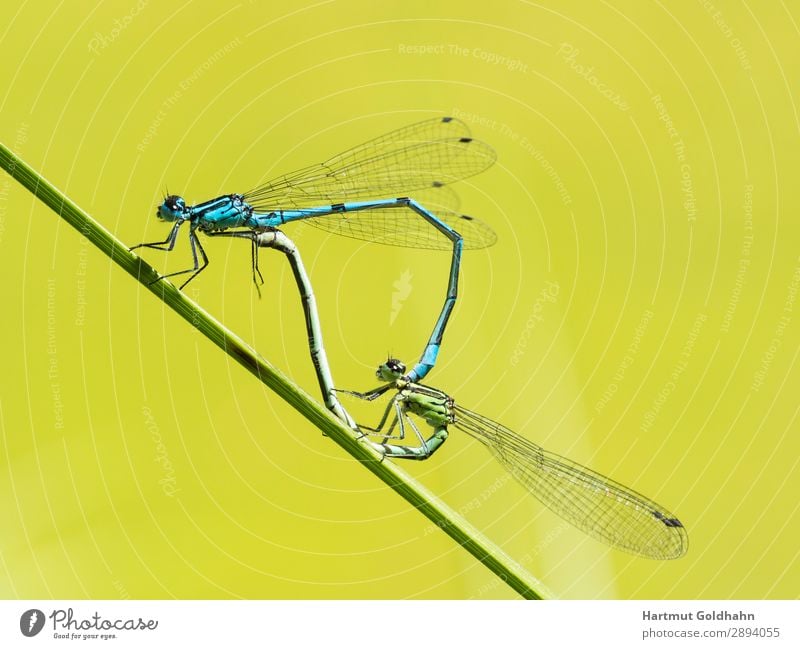 Two dragonflies mating. Animal Wild animal Wing 2 Sex Blue Dragonfly Propagation Insect Macro (Extreme close-up) Damselfly Miracle of Nature Blade of grass