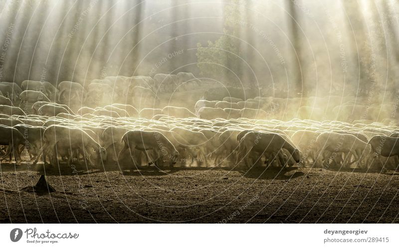 Herd sheep in the forest Beautiful Summer Mountain Environment Nature Landscape Animal Grass Meadow Forest Hill Lake Village Farm animal To feed Agriculture