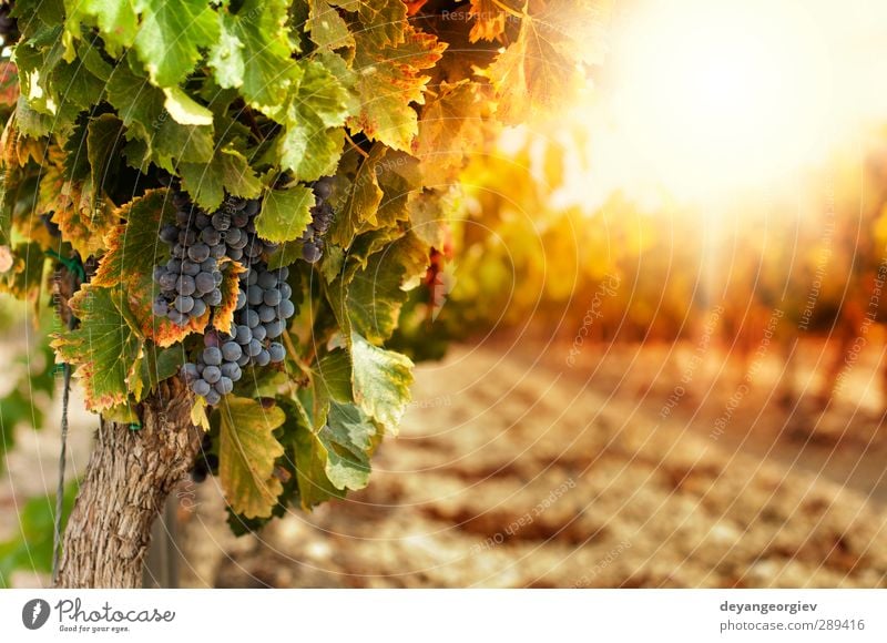 Vineyards at sunset in autumn harvest Tourism Summer Nature Landscape Plant Sky Autumn Leaf Growth Fresh Yellow Green Red Colour Rural agriculture vine field