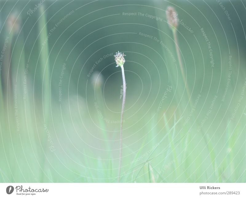 . Environment Nature Plant Summer Beautiful weather Flower Grass Bushes Foliage plant Park Meadow Green Spring fever Colour photo Exterior shot Deserted