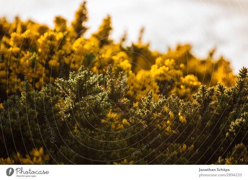 yellow gorse at Arthur's Seat in Edinburgh Vacation & Travel Tourism Freedom Hiking Environment Nature Landscape Plant Spring Bushes Esthetic Great Britain