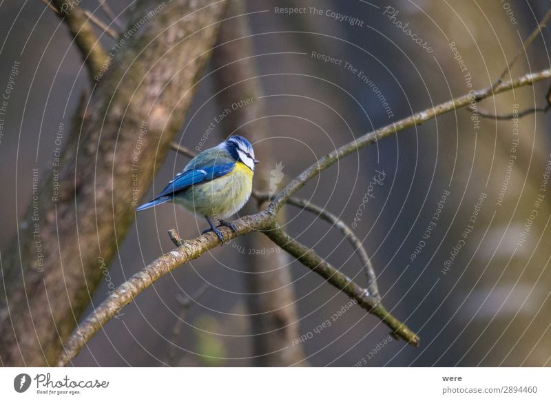 Blue tit Winter Nature Aggression Cyanistes caeruleus Parus Ater Periparus Ater winter bird animal bird feeder bird feeding branches cold copy space feathers