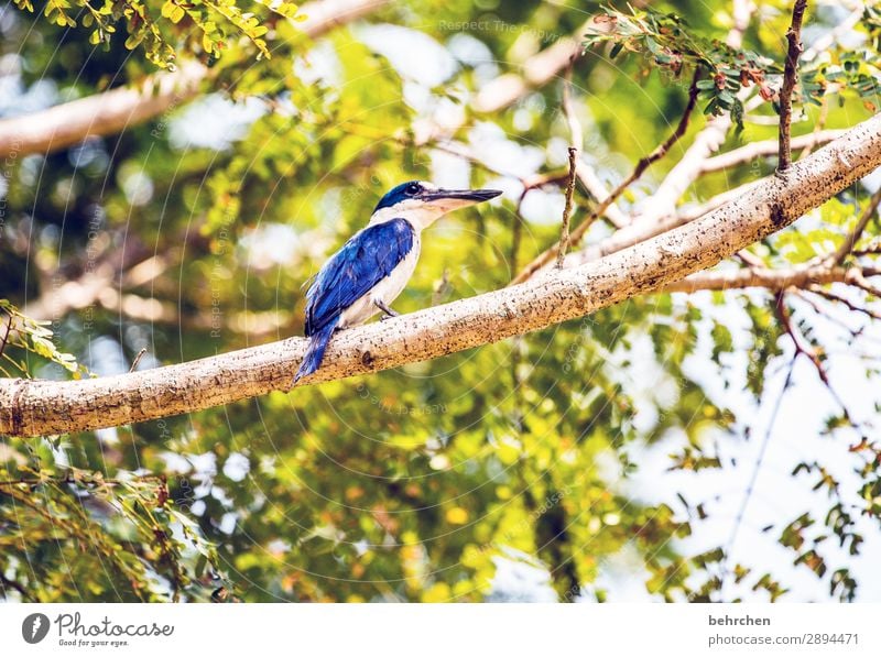 high up Vacation & Travel Tourism Trip Adventure Far-off places Freedom Plant Tree Bushes Leaf Virgin forest Wild animal Bird Wing Kingfisher Beak Feather