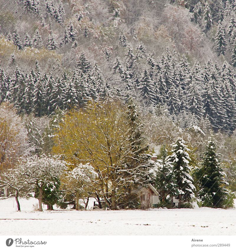 The hut Nature Landscape Plant Winter Snow Tree Forest Alps Mountain Deserted Hut Wood Cold Yellow Green White Protection Safety (feeling of) Calm Loneliness