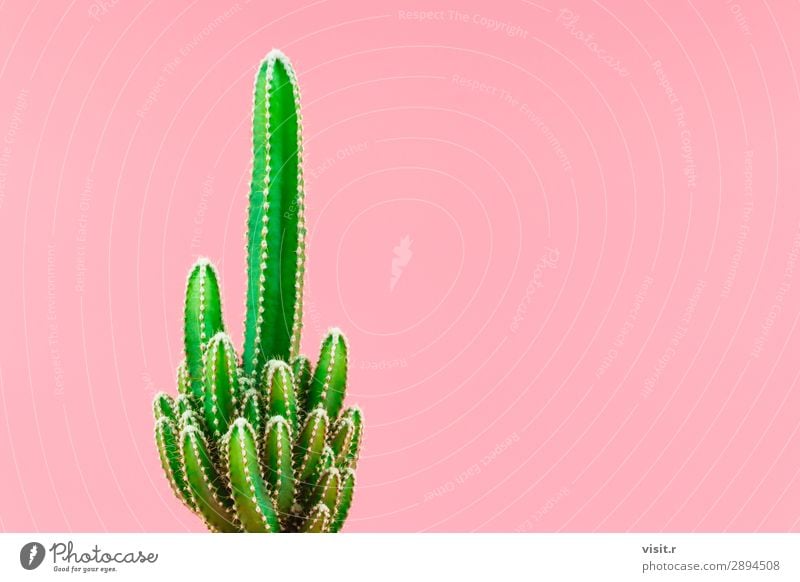 Green cactus minimal stillife style. Interior design Decoration Environment Nature Plant Tree Cactus Blossom Pot plant Exotic Modern Pink Eroticism Style Art