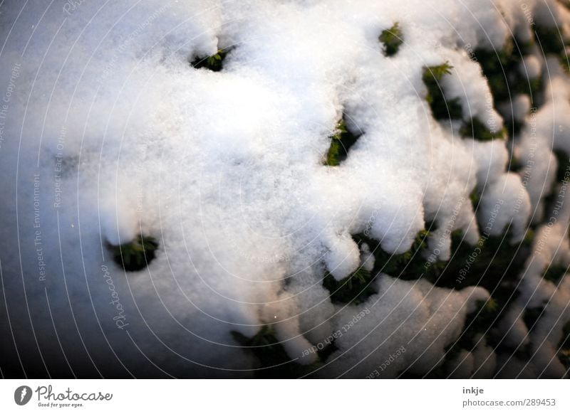 winter Winter Ice Frost Snow Bushes White Snow layer Cold Yew Colour photo Subdued colour Exterior shot Close-up Detail Deserted Day Evening Twilight Light