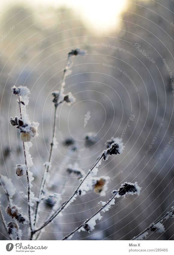 winter Winter Ice Frost Snow Bushes Leaf Cold White Berries Branch Twig Colour photo Subdued colour Exterior shot Close-up Deserted Shallow depth of field