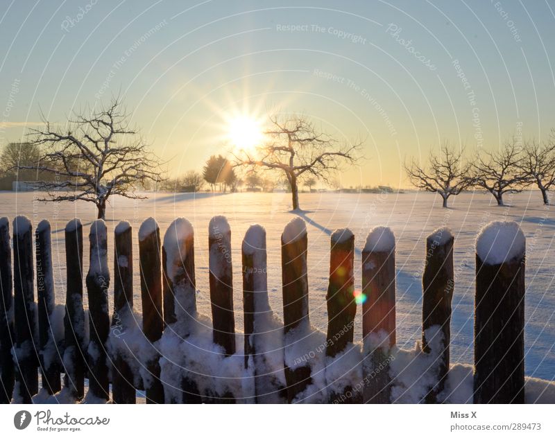 winter Landscape Cloudless sky Sun Sunrise Sunset Winter Beautiful weather Tree Meadow Cold White Snowscape Fence Colour photo Exterior shot Deserted