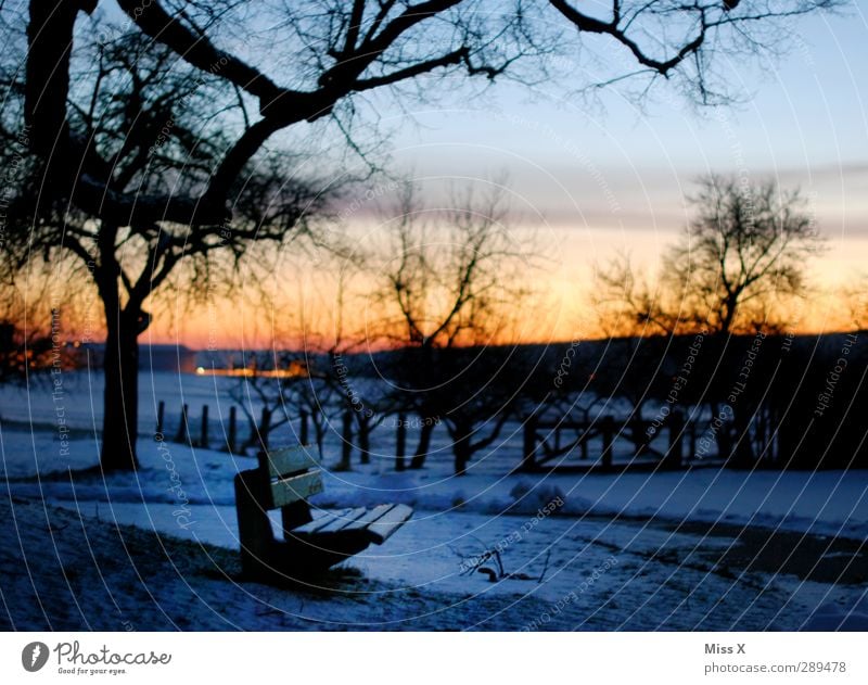 winter Landscape Sunrise Sunset Winter Tree Park Cold Snowscape Park bench Colour photo Multicoloured Exterior shot Deserted Dawn Twilight