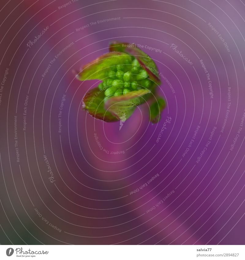 light green flower bud against a purple background, shallow depth of field Nature Macro (Extreme close-up) Close-up Neutral Background Isolated Image