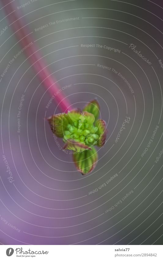 tender green, flower bud of the red dogwood Plant Green grey background Delicate Soft Fresh pink Growth Nature Spring Shallow depth of field