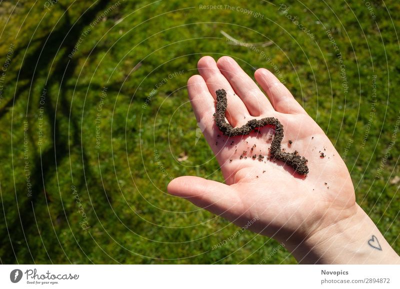 Earthworm On A Hand Vegetable Human being Plant Animal Wild animal Worm 1 Observe Touch Sustainability Brown Green Urban gardening extension cultivation