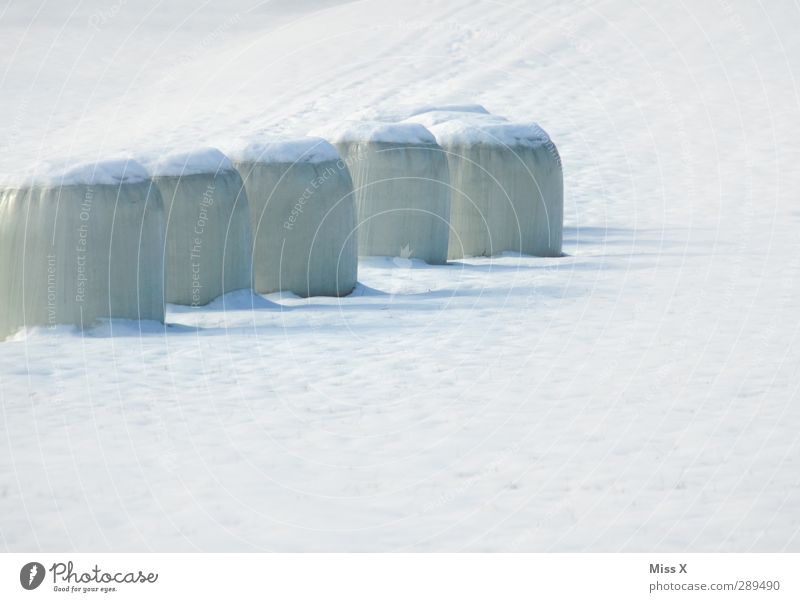 winter Winter Snow Field Cold White Hay bale Colour photo Exterior shot Pattern Deserted Neutral Background