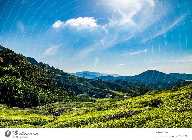 motivation tea Virgin forest rainforest Malaya cameron highlands Tea Tea plants Tea plantation wide Far-off places Wanderlust travel Vacation & Travel Tourism