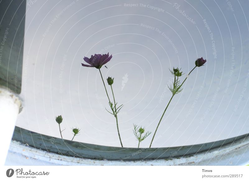 End of the world / one last flower picture Plant Summer Flower Blossom Blue Gray Calm Surface of water Rainwater butt Reflection Delicate Anemone Subdued colour