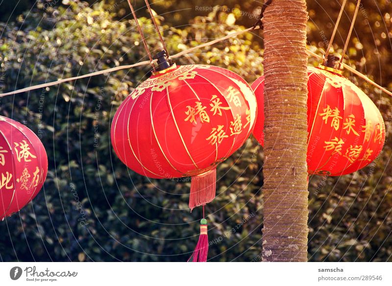 lantern festival Far-off places Feasts & Celebrations New Year's Eve Fairs & Carnivals Culture Event Park Hang Illuminate Esthetic Bright Red Lantern Lampion