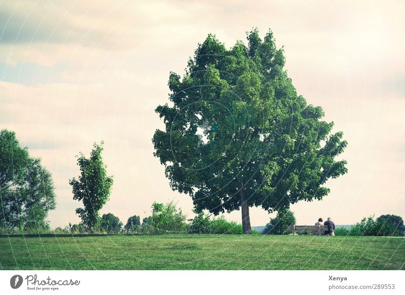 Under the tree Summer Summer vacation Couple 2 Human being 60 years and older Senior citizen Nature Tree Bushes Sit Retro Green Break Relaxation Park bench