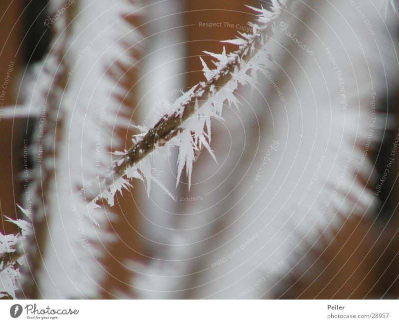 Winter shrub in the morning Cold Ice crystal White Brown Crystal structure Snow