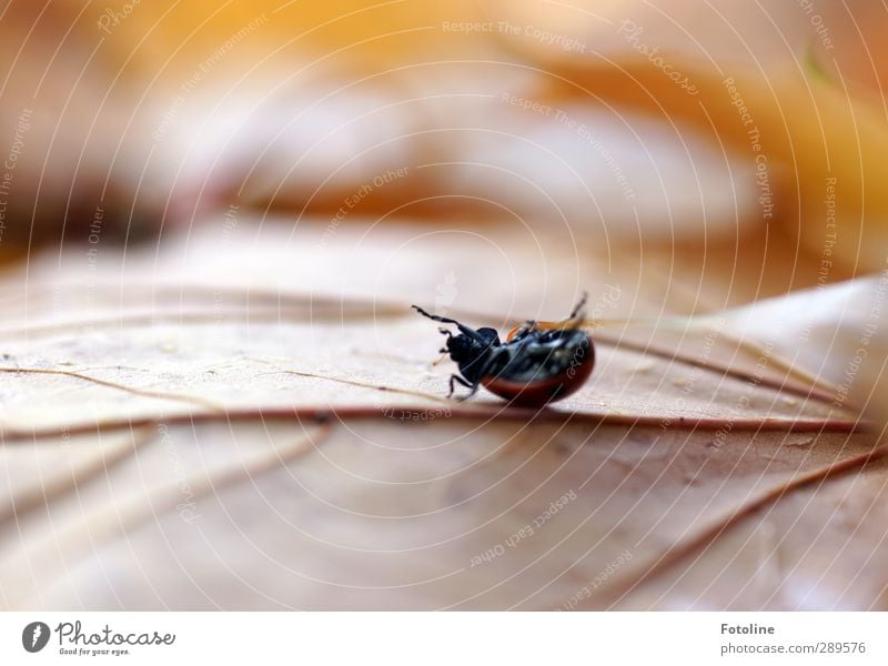 End of the world. for a beetle Environment Nature Plant Animal Autumn Leaf Beetle 1 Small Natural Brown Red Black Insect Legs Colour photo Multicoloured