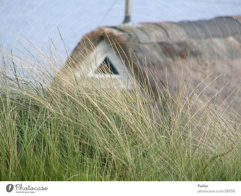 thatched house on Sylt Reet roof House (Residential Structure) Common Reed Grass Green Brown Europe Nature Blue North Sea Frisian house