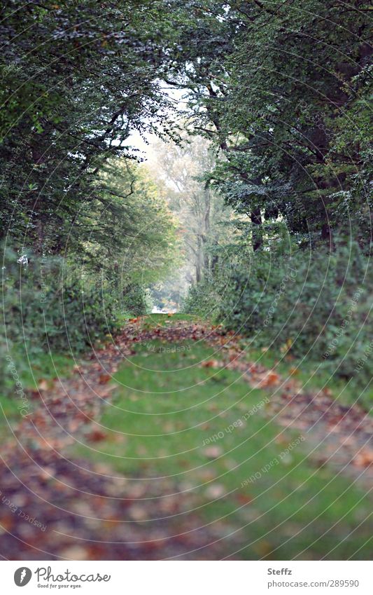 The day after that, you want to break new ground? Way into the light off forest path Footpath Automn wood Leaf canopy Forest atmosphere Promenade Forest walk