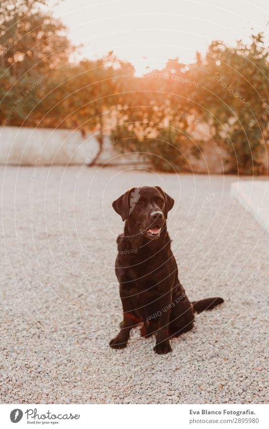 portrait of a beautiful black labrador enjoying sunset. Happy Beautiful Face Playing Summer Friendship Nature Animal Sky Sun Beautiful weather Grass Garden Park