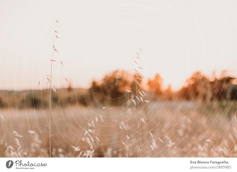 Yellow field.Beautiful Nature Sunset Landscape. Rural Scenery Bread Summer Environment Plant Horizon Weather Meadow Field Growth Bright Gold Conceptual design