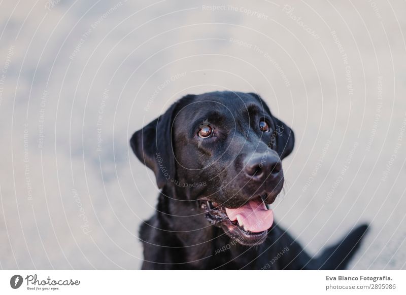 portrait outdoors of a beautiful black labrador Lifestyle Elegant Joy Happy Beautiful Playing Summer Friendship Adults Animal Pet Dog 1 Observe Smiling