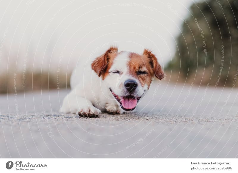 portrait outdoors of a cute small dog smiling Lifestyle Elegant Joy Happy Beautiful Playing Summer Friendship Adults Animal Sky Sunrise Sunset Beautiful weather