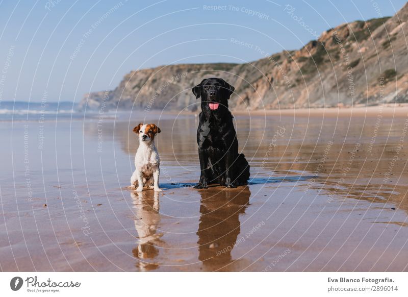 two happy dogs having fun at the beach. Sitting by sheashore Lifestyle Joy Happy Beautiful Relaxation Playing Hunting Vacation & Travel Summer Sun Beach Ocean