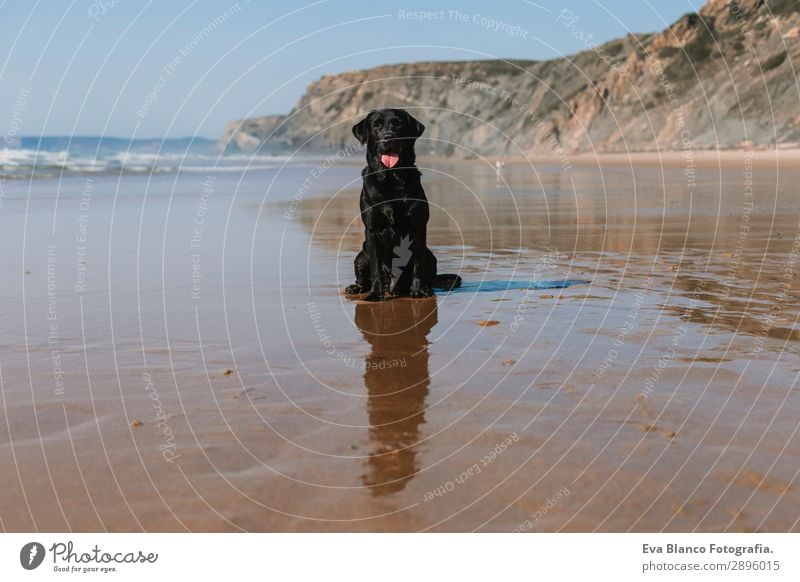 beautiful black labrador sitting on the sea shore Lifestyle Joy Happy Beautiful Relaxation Playing Hunting Vacation & Travel Summer Sun Beach Ocean Friendship