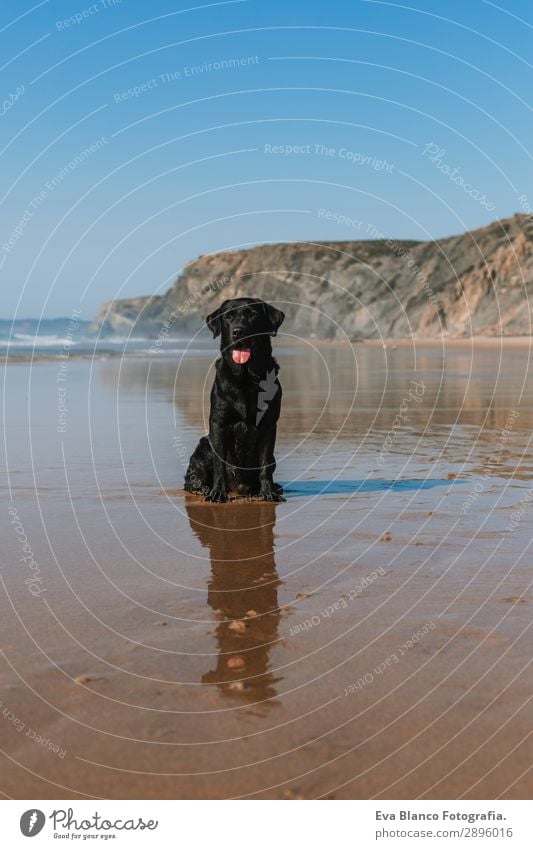 beautiful black labrador sitting on the sea shore Lifestyle Joy Happy Beautiful Relaxation Playing Hunting Vacation & Travel Summer Sun Beach Ocean Friendship