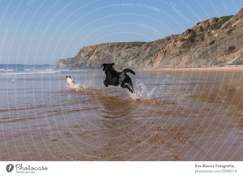 two happy dogs having fun at the beach. Running Lifestyle Joy Happy Beautiful Relaxation Playing Hunting Vacation & Travel Summer Sun Beach Ocean Friendship