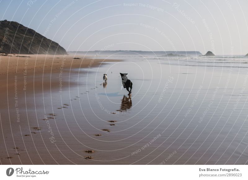 two happy dogs having fun at the beach. Running Lifestyle Joy Happy Beautiful Relaxation Playing Hunting Vacation & Travel Summer Sun Beach Ocean Friendship