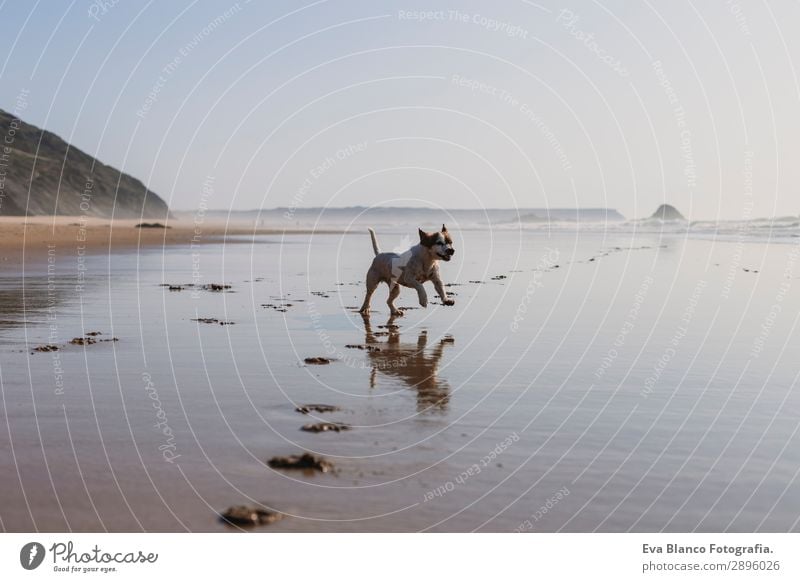 happy dog having fun at the beach. Running Lifestyle Joy Happy Beautiful Relaxation Playing Hunting Vacation & Travel Summer Sun Beach Ocean Friendship Nature