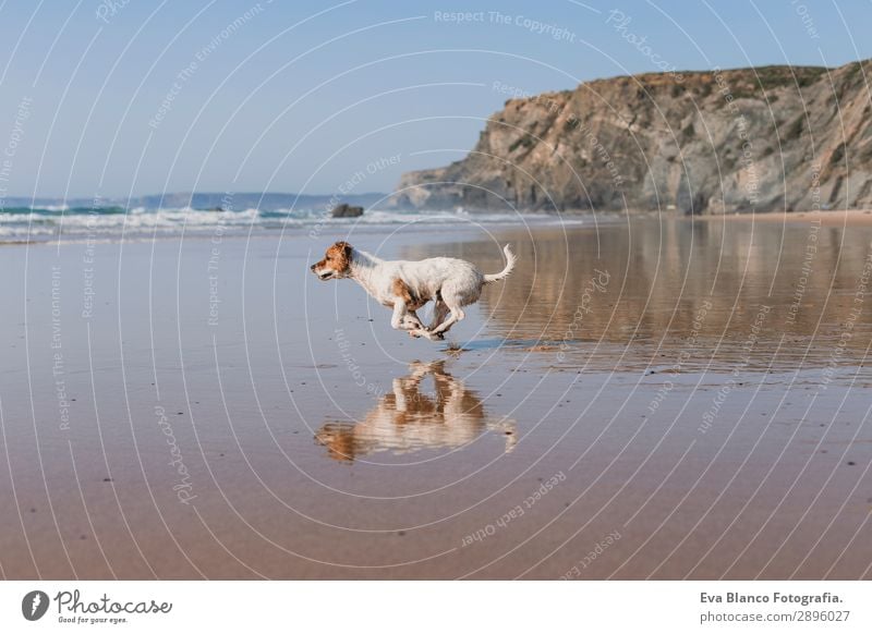 beautiful small dog running by the sea shore Lifestyle Joy Happy Beautiful Relaxation Playing Hunting Vacation & Travel Summer Sun Beach Ocean Friendship Nature