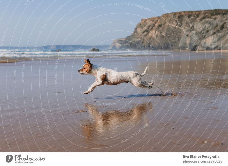 beautiful small dog running by the sea shore Lifestyle Joy Happy Beautiful Relaxation Playing Hunting Vacation & Travel Summer Sun Beach Ocean Friendship Nature