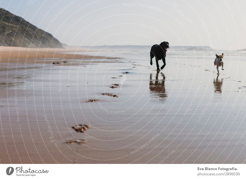 two happy dogs having fun at the beach. Running by seashore Lifestyle Joy Beautiful Relaxation Playing Hunting Vacation & Travel Summer Sun Beach Ocean Sports