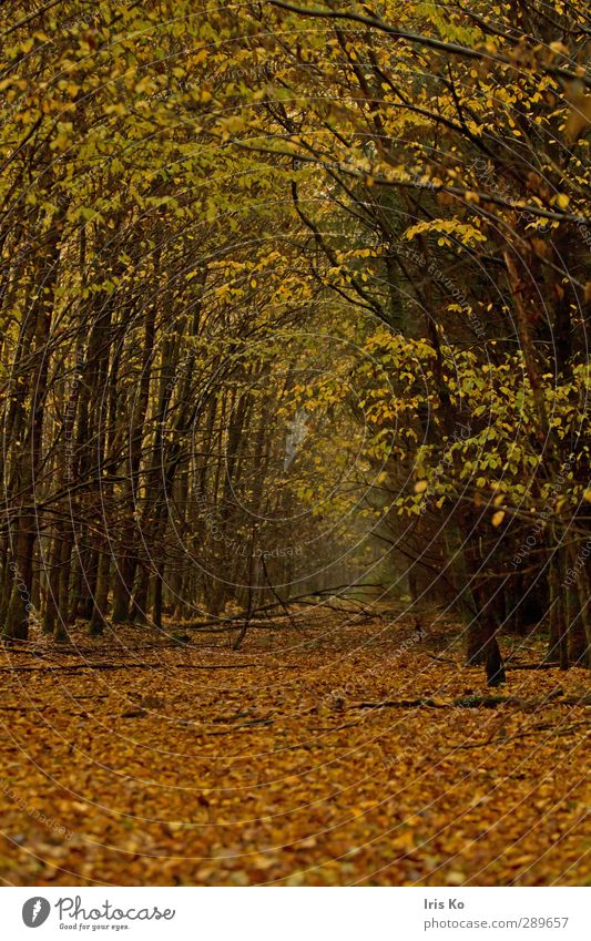 leaf path Hiking Nature Landscape Plant Autumn Bad weather Tree Leaf Forest Breathe Faded Natural Under Soft Brown Yellow Gold Green Moody Calm Colour