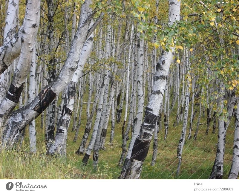 Russia | Beresa Nature Plant Tree Birch tree Forest Birch wood Green White Tree bark Autumn Early fall Colour photo Subdued colour Exterior shot Deserted