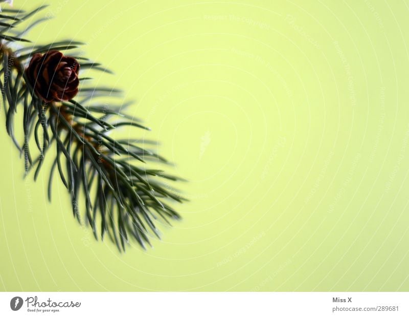 fir branch Leaf Green Fir branch Fir tree Cone Fir needle Colour photo Close-up Deserted Copy Space right Neutral Background Shallow depth of field