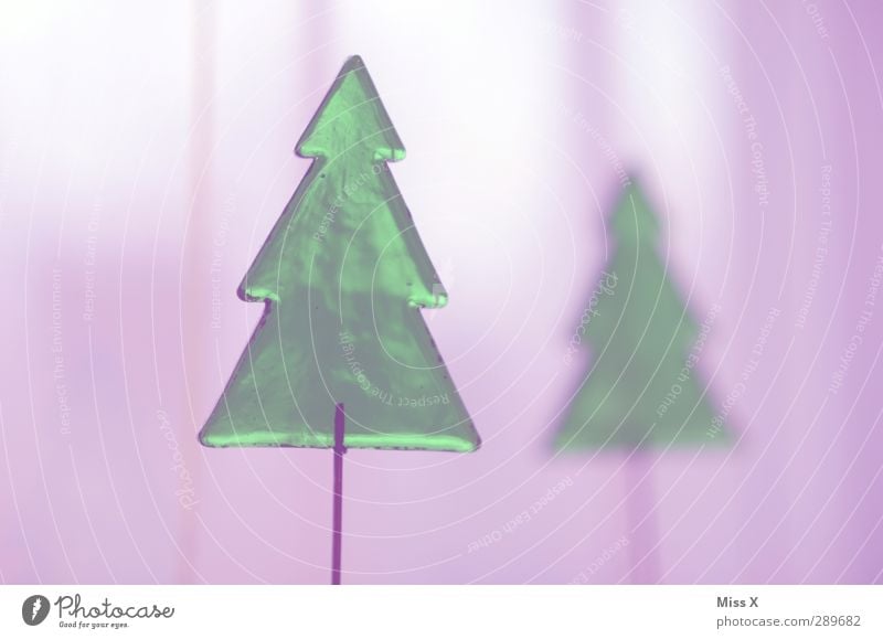 Christmas tree Christmas & Advent Winter Tree Illuminate Green Violet Fir tree Christmas decoration Glass Transparent Colour photo Close-up Deserted