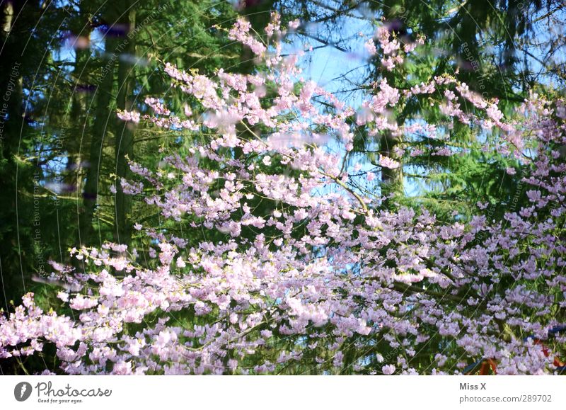 Merry Christmas ;-) Spring Tree Leaf Blossom Garden Blossoming Fragrance Pink Cherry blossom Cherry tree Spring colours Colour photo Multicoloured Exterior shot