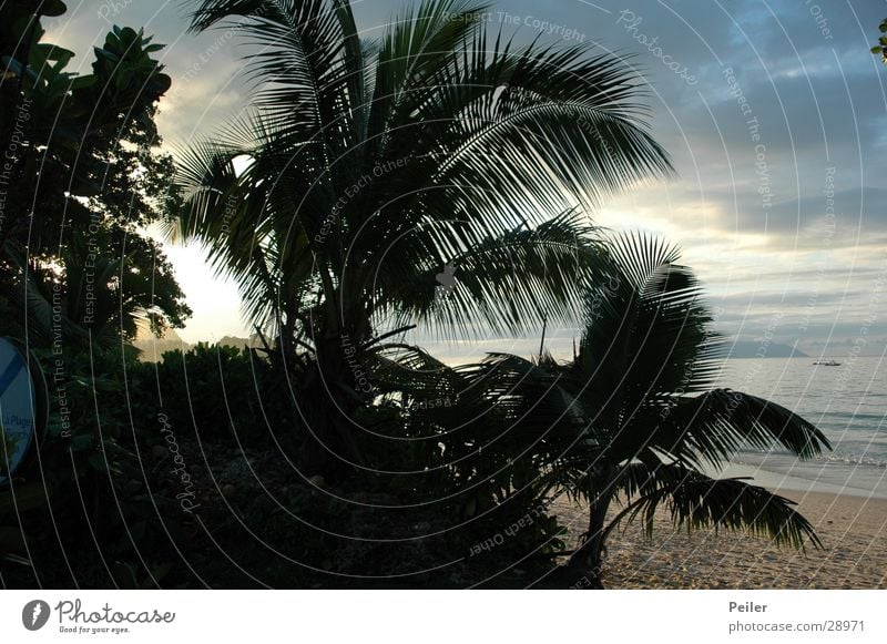 Seychelles Palms at dawn Palm tree Sunset Dusk Evening Virgin forest Coconut palm