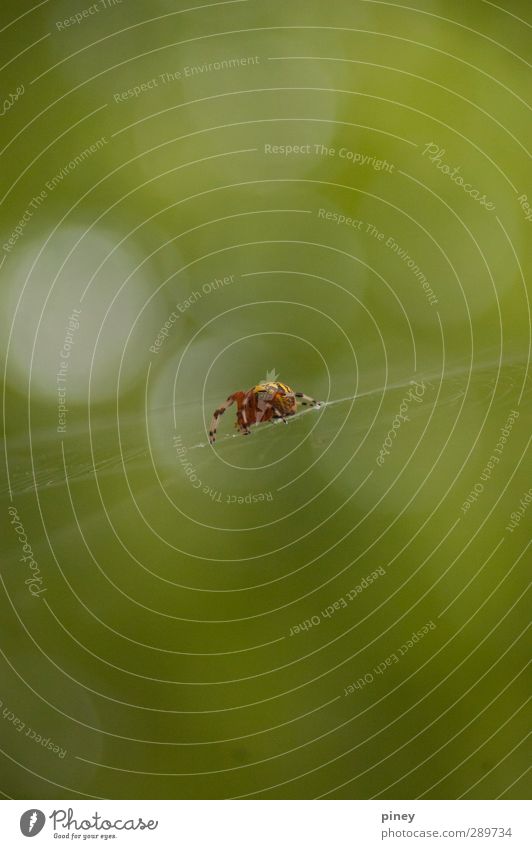 web Nature Animal Summer Forest Spider Anticipation Fear spiderweb Colour photo Exterior shot Detail Macro (Extreme close-up) Deserted Copy Space middle Dawn